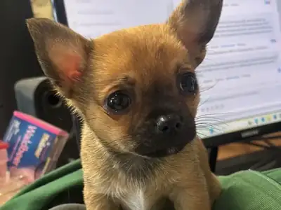 Pixel – Chihuahua – Bild 3