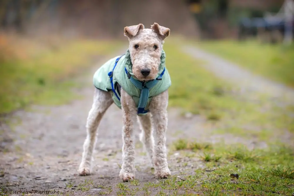Foxy - Foxterrier Drahthaar - Bild 2