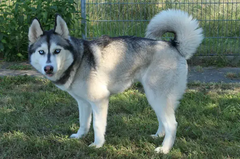 Tina - Siberian Husky - Bild 1