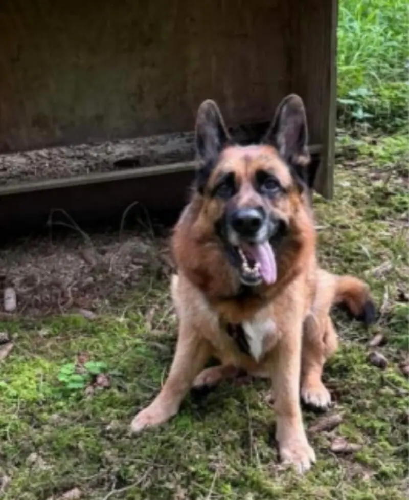 Maxl - Deutscher Schäferhund - Bild 4