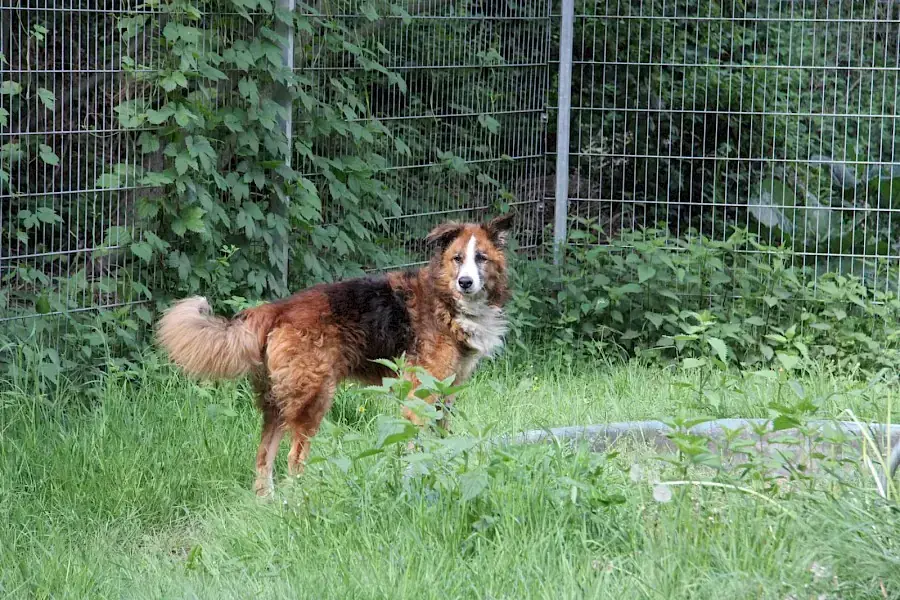 Sparky -  - Bild 3