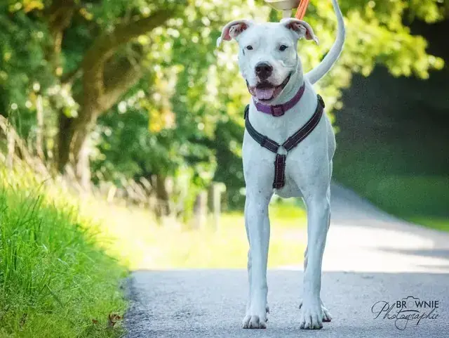 Bonny - Dogo Argentino - Bild 21