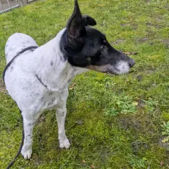 Oskar - Foxterrier Drahthaar - Bild 1