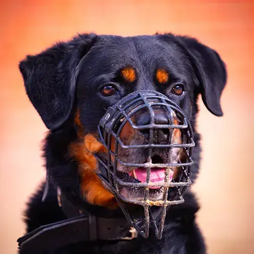 Hund Charles