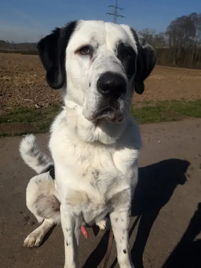 Balou - Zentralasiatischer Owtscharka - Bild 14