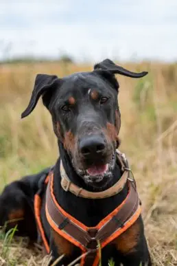 Scooby -  - Bild 1