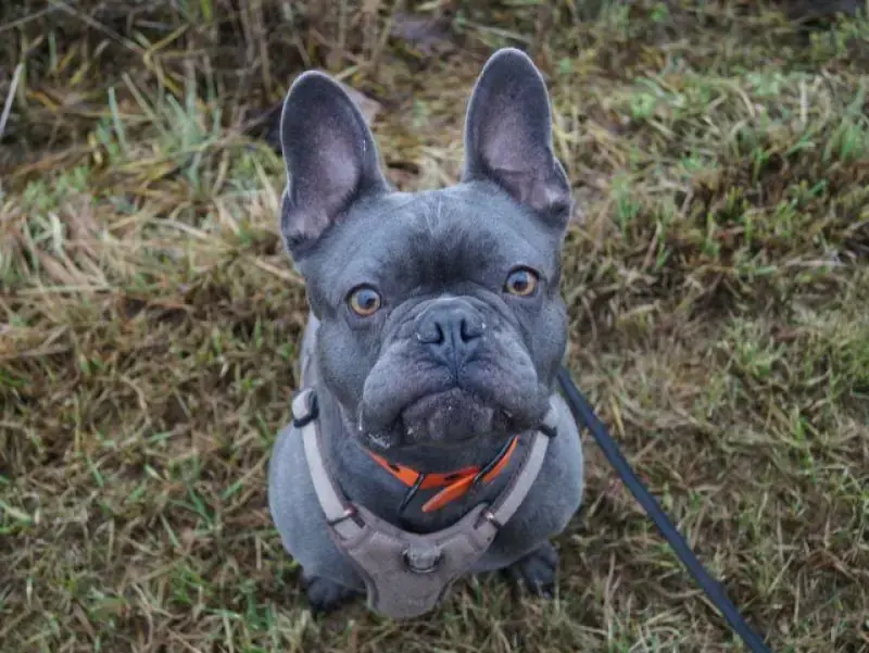 Cooper -  - Bild 9