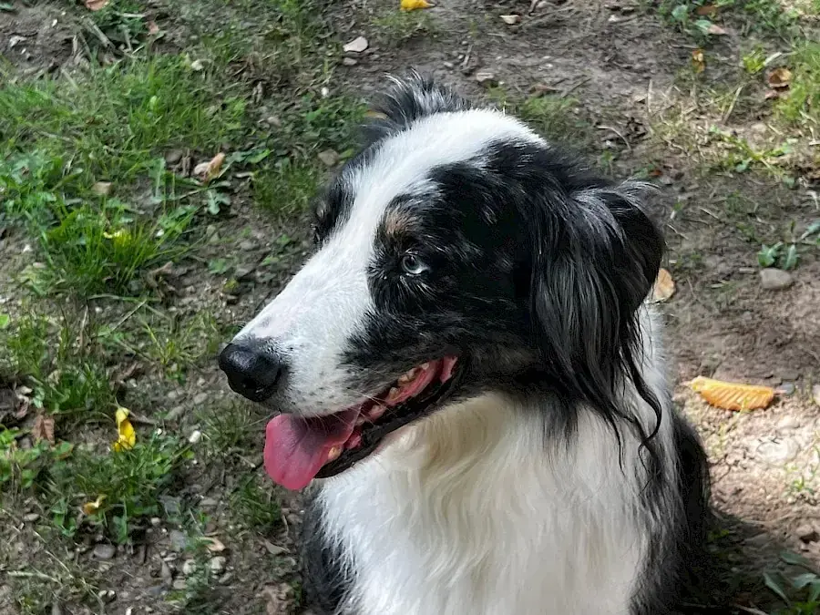 Mogli - Australian Shepherd - Bild 2