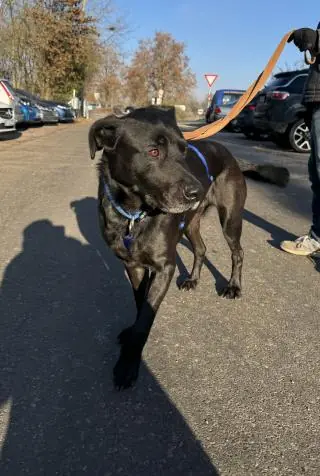 Yoshi - Labrador Retriever - Bild 2