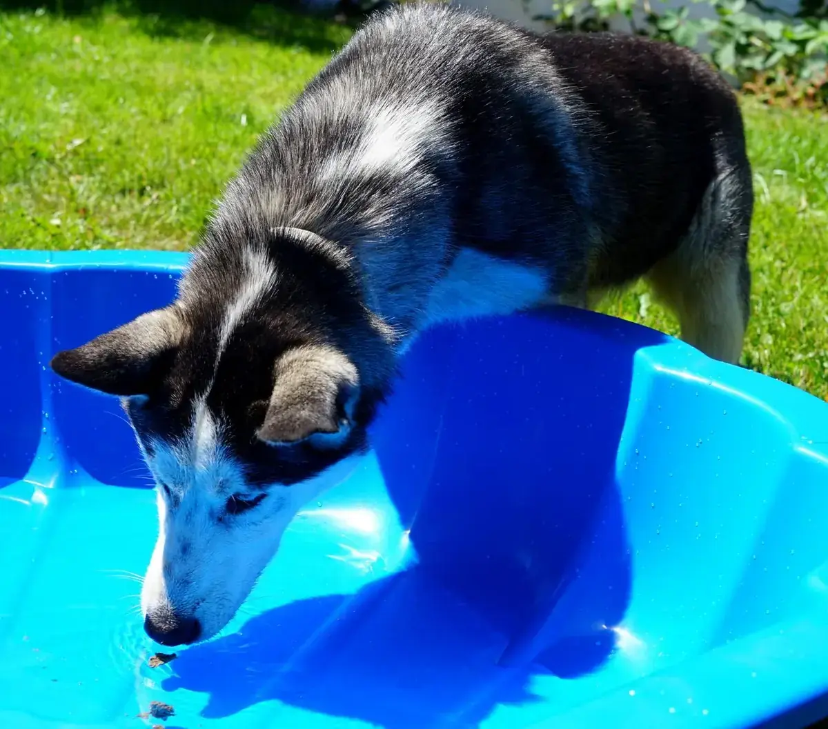 Orion - Siberian Husky - Bild 4