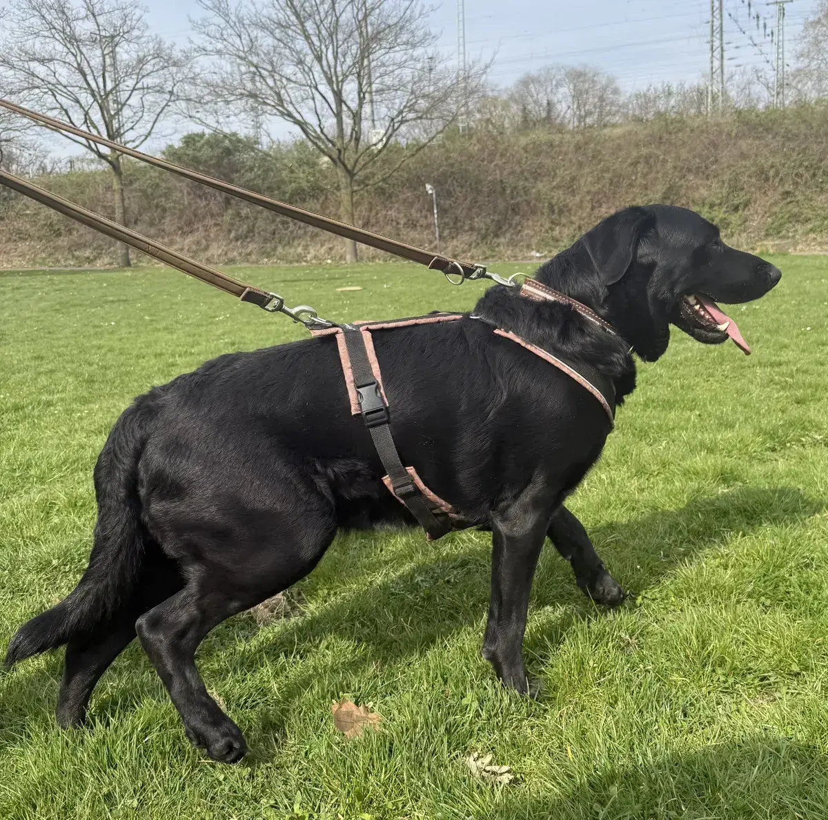 Saad - Labrador Retriever - Bild 2