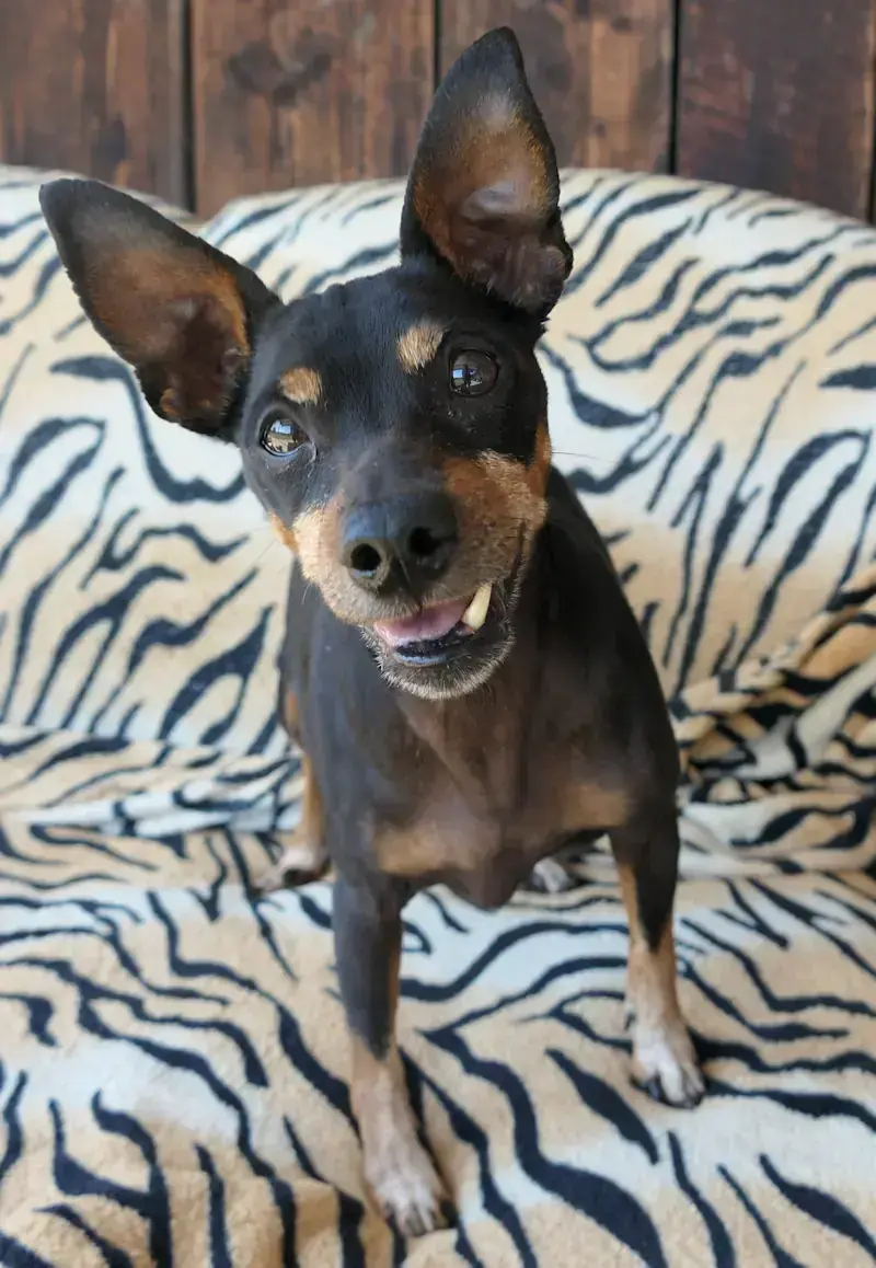 Zwergpinscher Lea