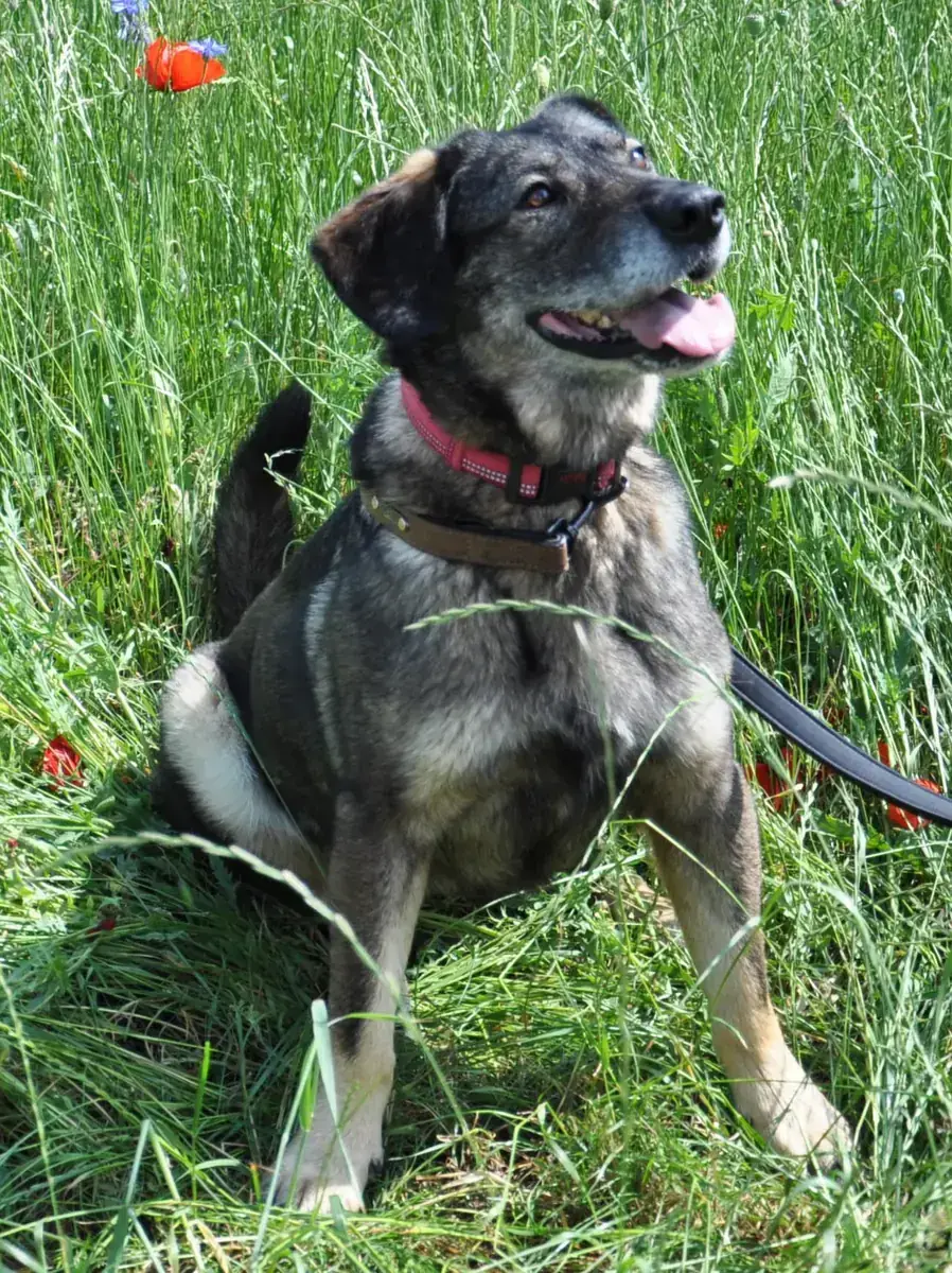 Azia -  - Bild 3