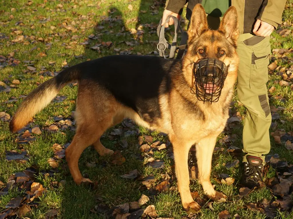 Harry - Deutscher Schäferhund - Bild 4