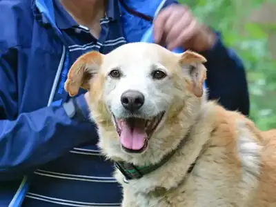 Atze – Hund – Bild 3