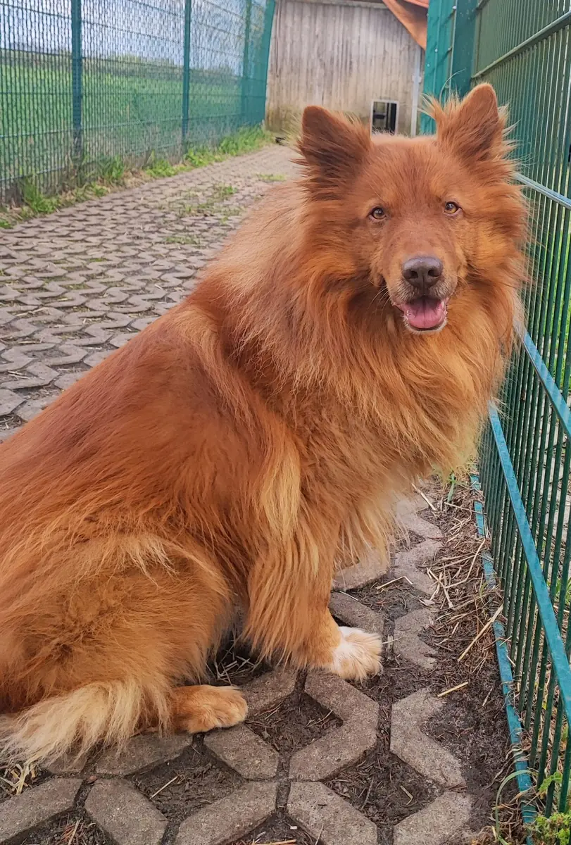 Thorin -  - Bild 4