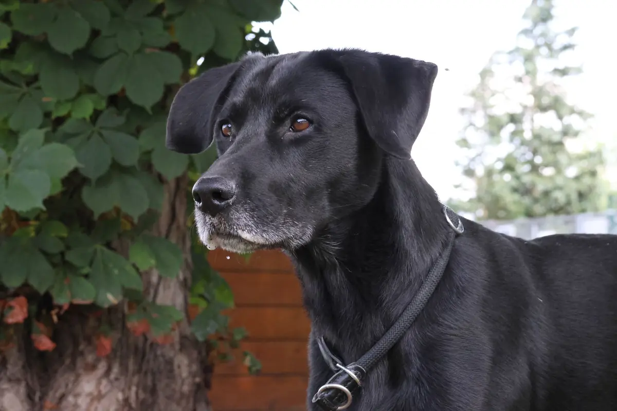 Mailo - Labrador Retriever - Bild 4