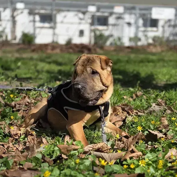 Camillo - Shar-Pei - Bild 4