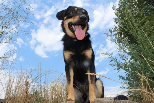 Buddy -  - Bild 3