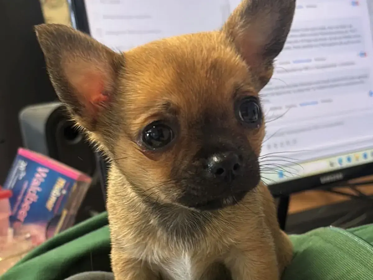 Pixel - Chihuahua - Bild 3
