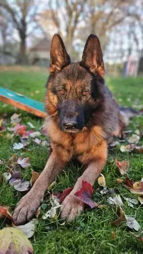 Jonny - Deutscher Schäferhund - Bild 3