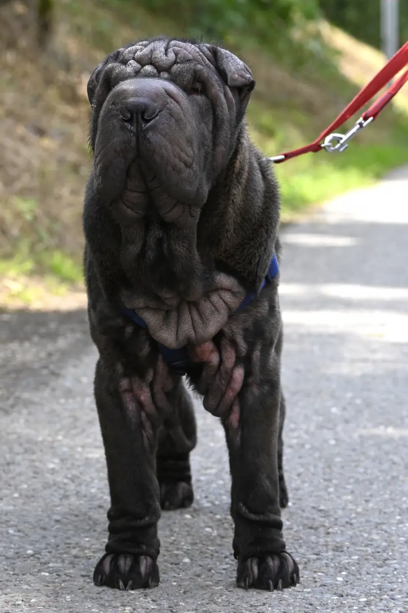 Luis - Shar-Pei - Bild 4