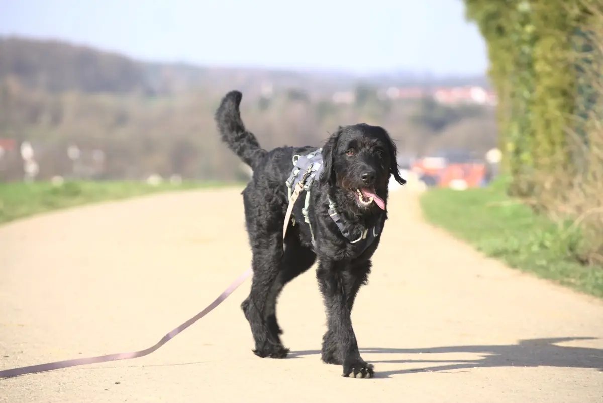 Simba -  - Bild 1