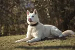 Balou - Siberian Husky - Bild 7