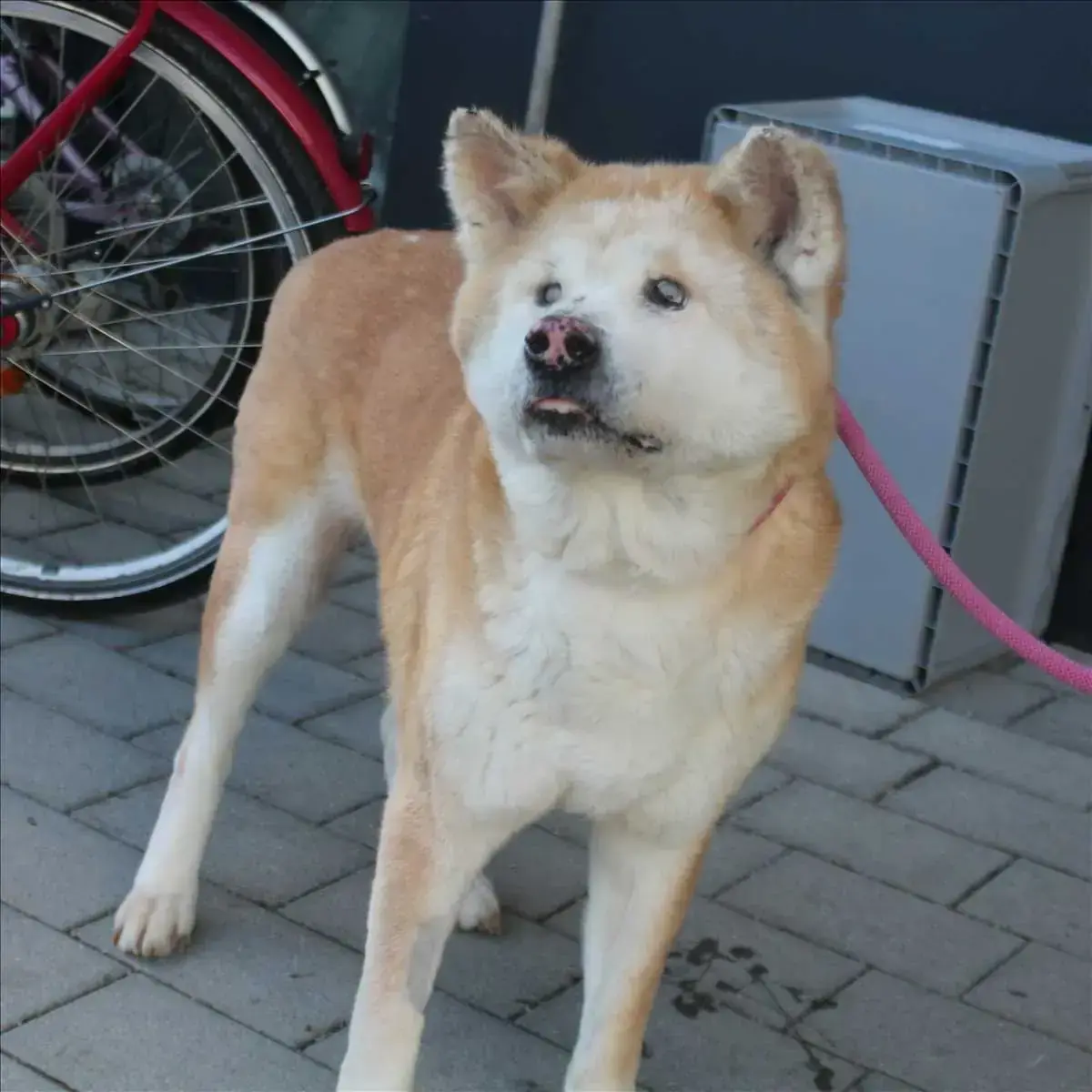 DIVA - Akita - Bild 3