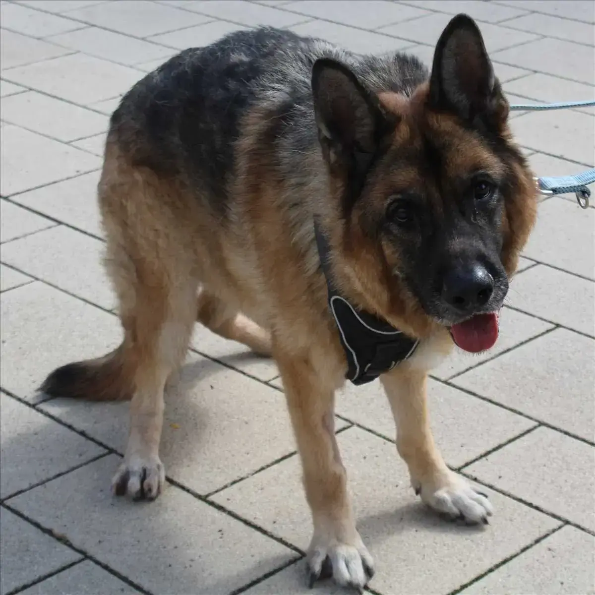 REX - Deutscher Schäferhund - Bild 2