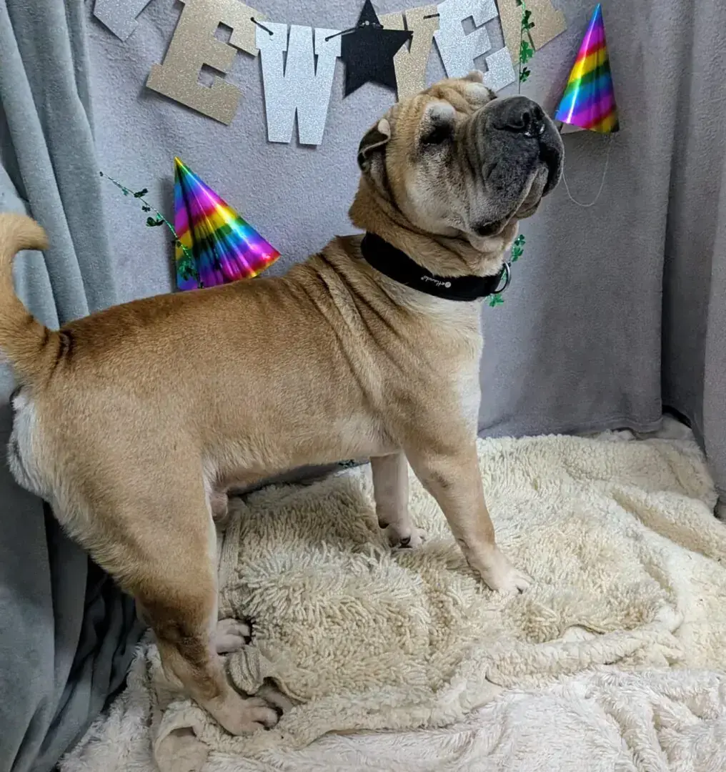 Choko - Shar-Pei - Bild 4