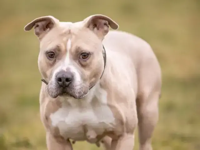 Kiba - American Staffordshire Terrier - Bild 1