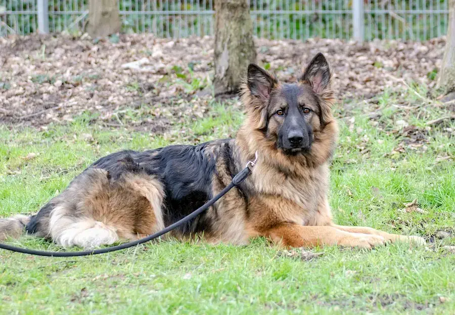 Henry - Deutscher Schäferhund - Bild 1