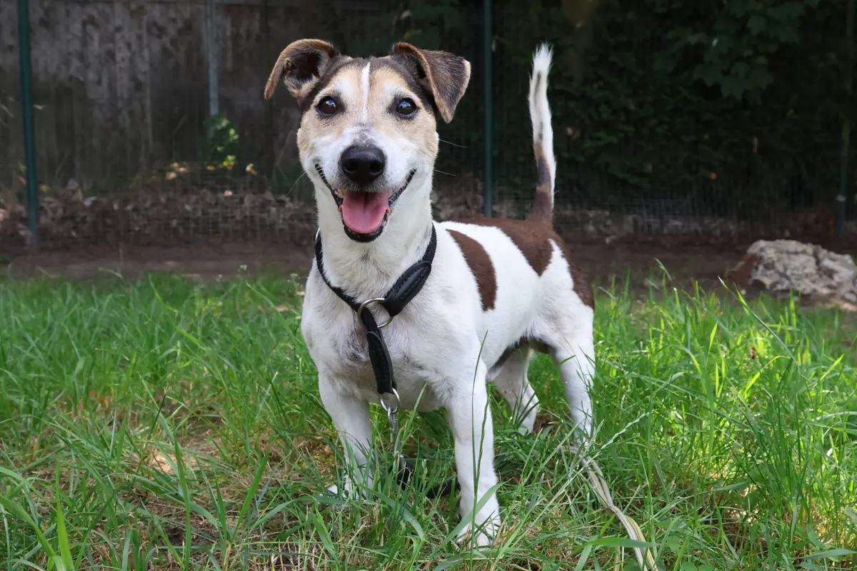 Grumpy - Jack Russell Terrier - Bild 1