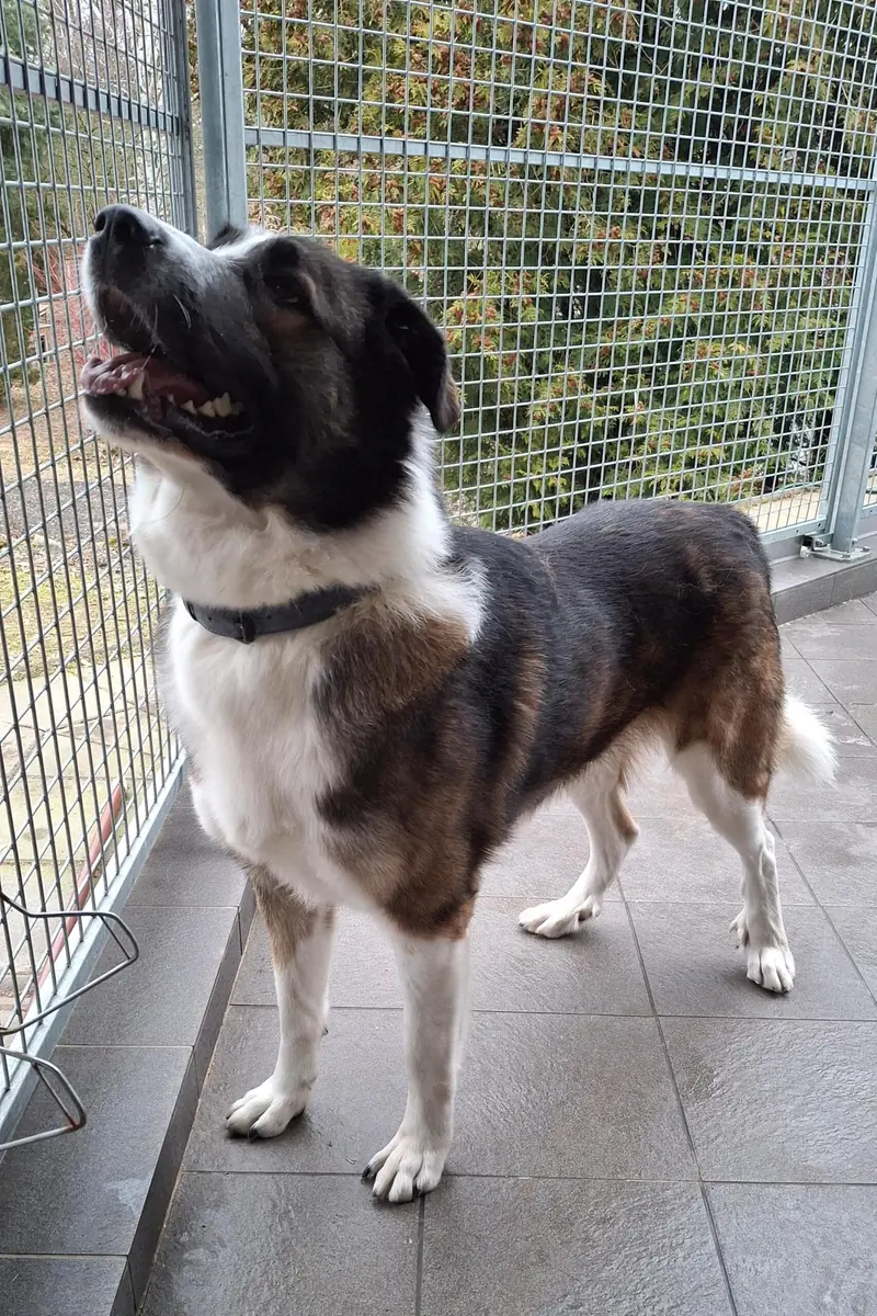 Lennart (Lenny) - Französischer Vorstehhund, Typus Pyrenäen - Bild 5