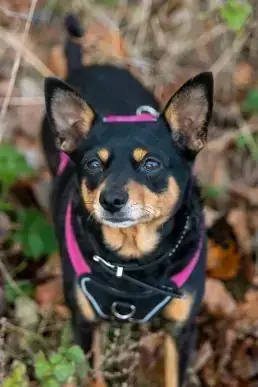 Hund Sissi