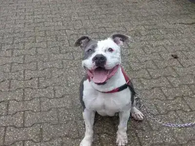 Gulia – Staffordshire Bullterrier – Bild 3