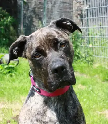 Cora – Staffordshire Bullterrier, Dogo Canario – Bild 9