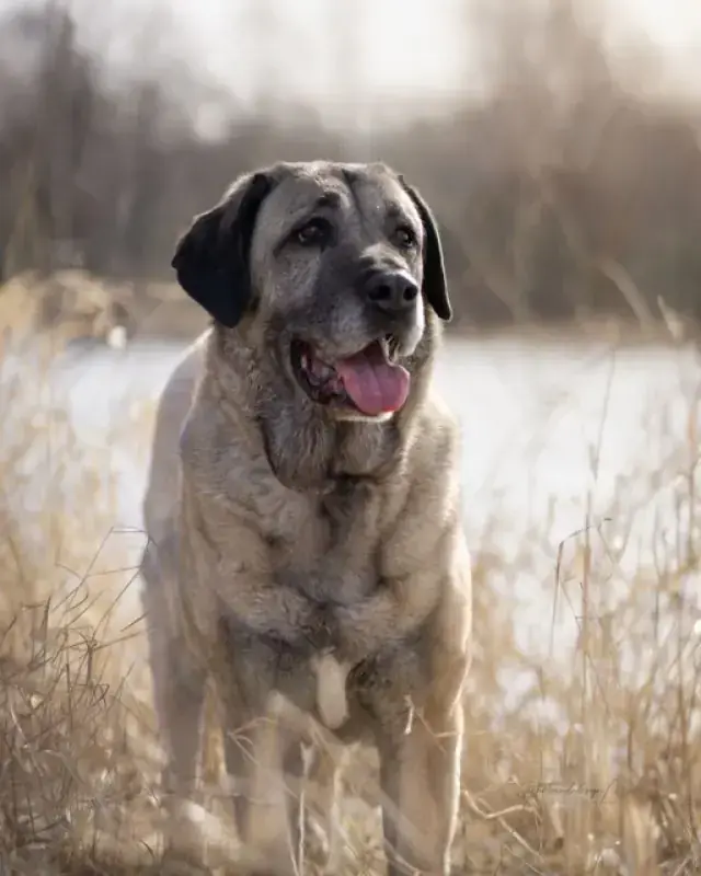 Naz - Kangal-Hirtenhund - Bild 14
