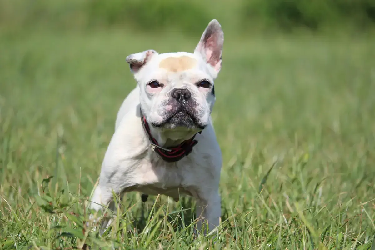 Dolly - Französische Bulldogge - Bild 11