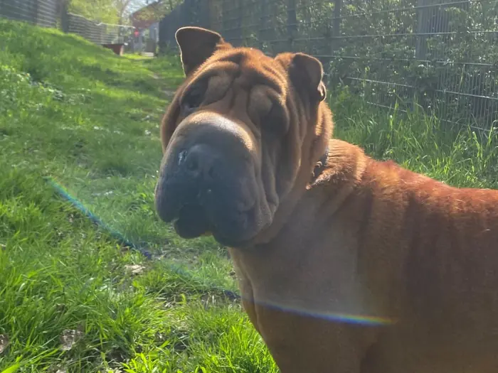 Hera -  - Bild 3