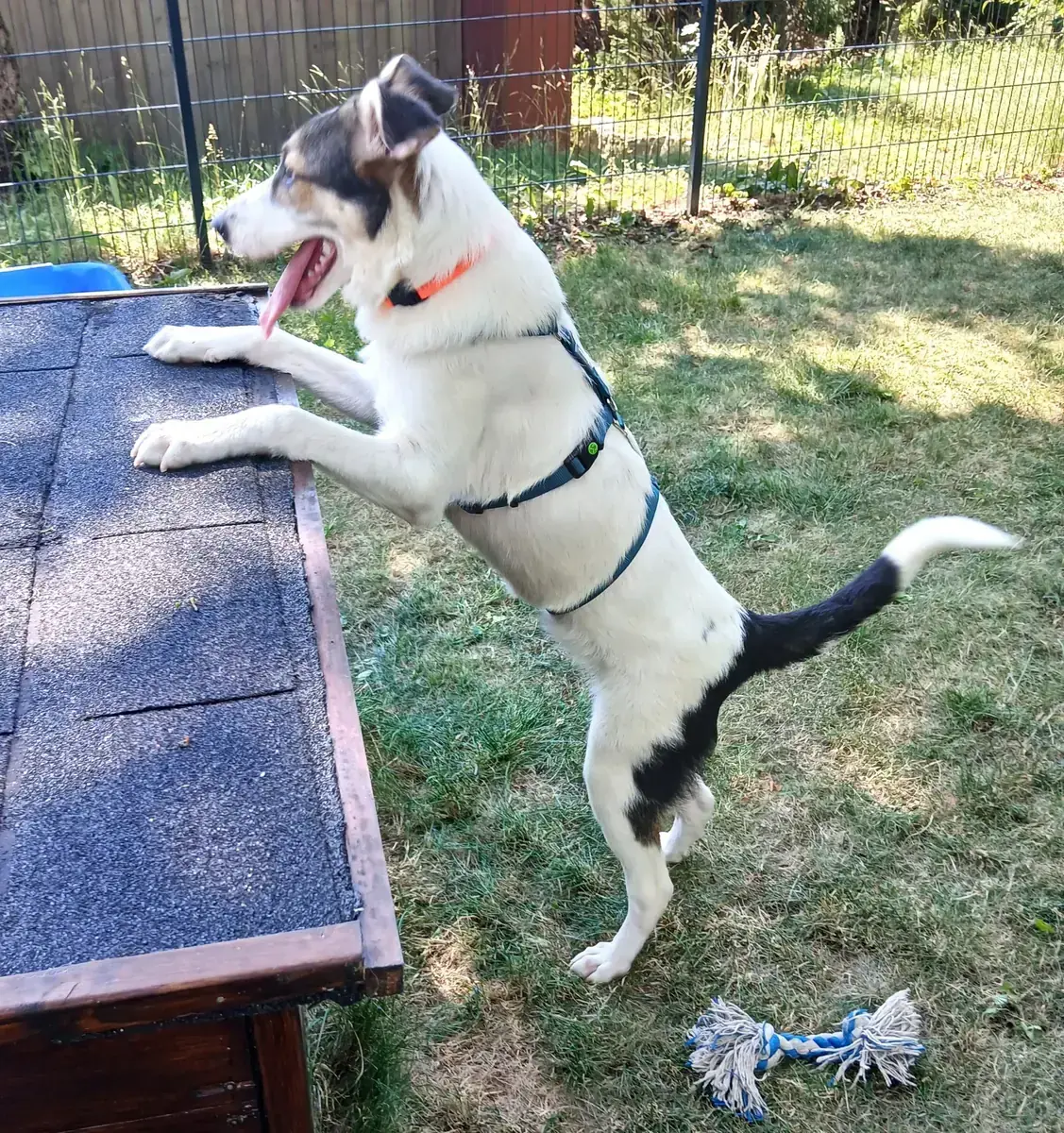 Laika -  - Bild 4