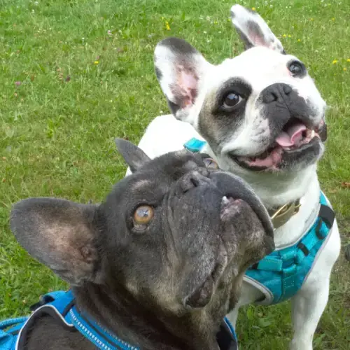 Fritz und Buddy -  - Bild 1