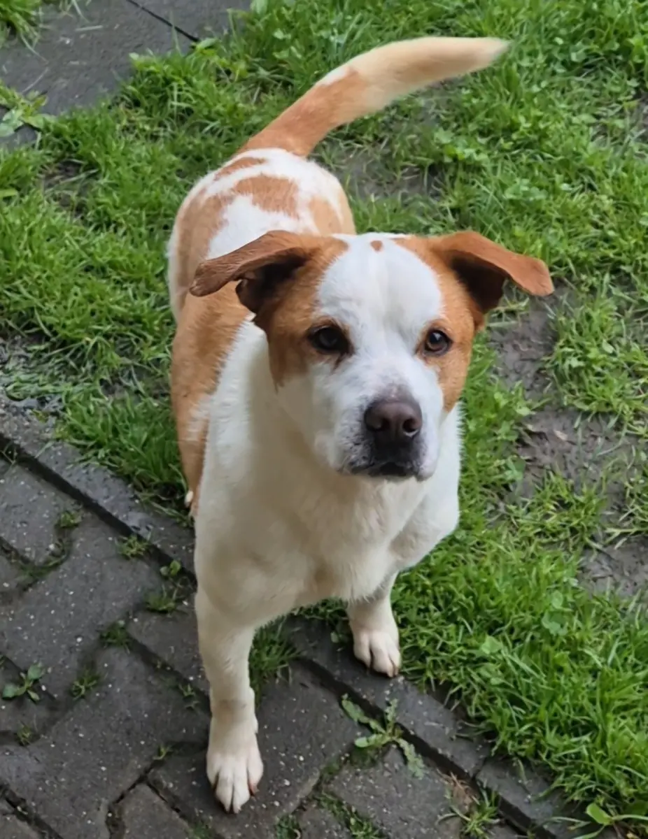 Boli -  - Bild 5