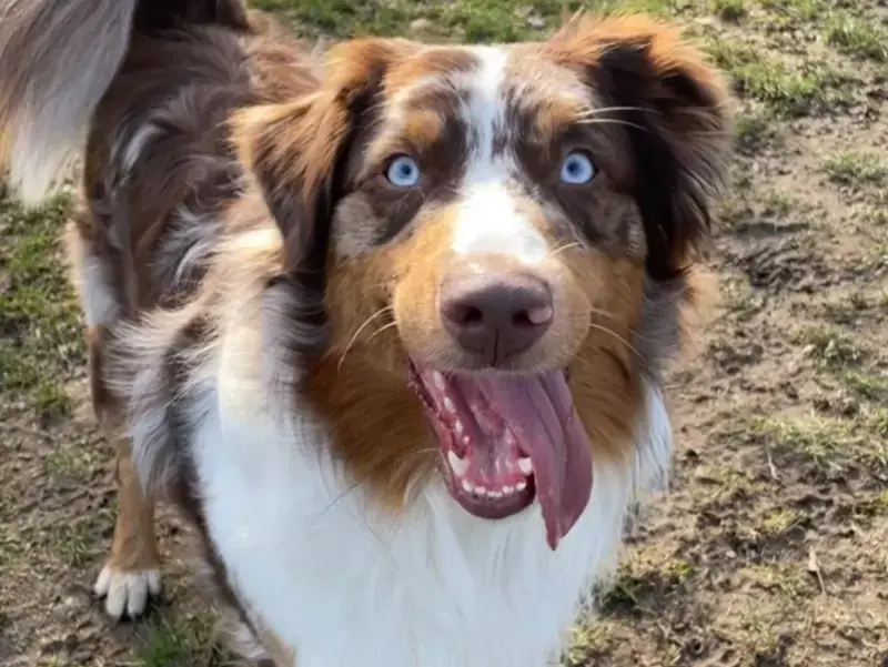 Shir-Kahn - Australian Shepherd - Bild 1