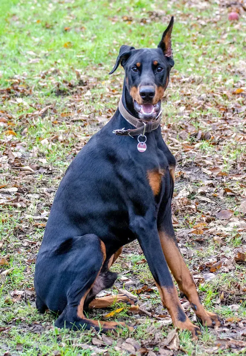 Ikarus - Dobermann - Bild 3