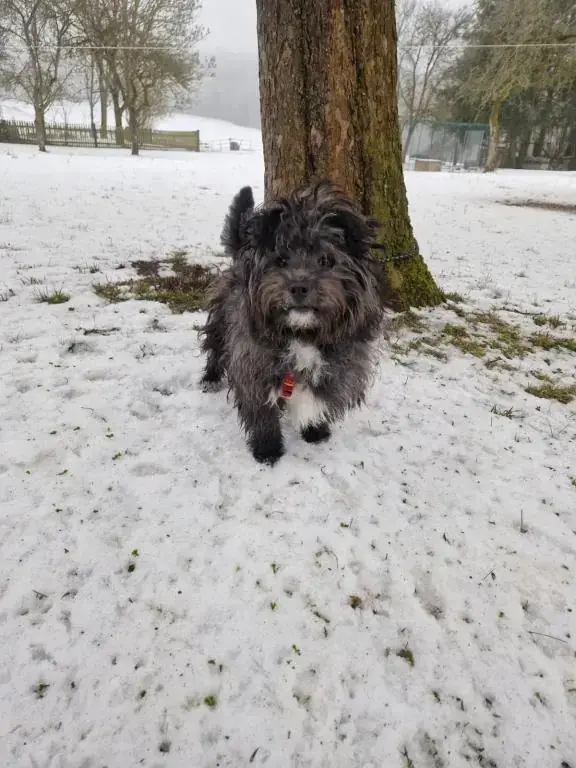 Polly -  - Bild 2
