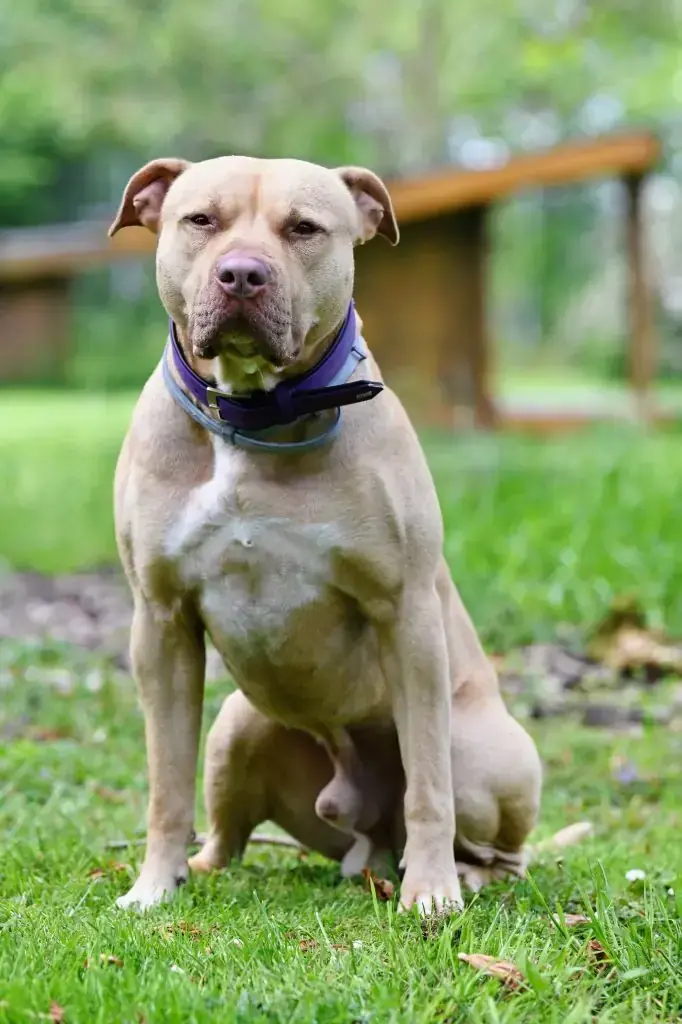 Ace - American Staffordshire Terrier - Bild 8