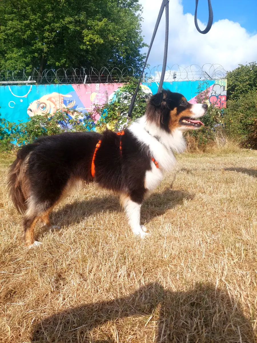 Hayato - Australian Shepherd - Bild 2
