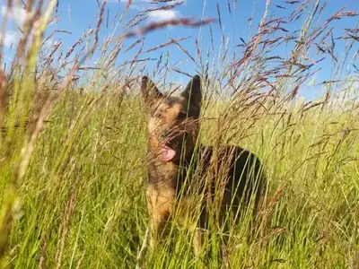 Lando – Mischling – Bild 20